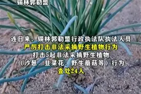采摘野生沙葱、韭菜花被查处，是否过度执法别一概而论图片