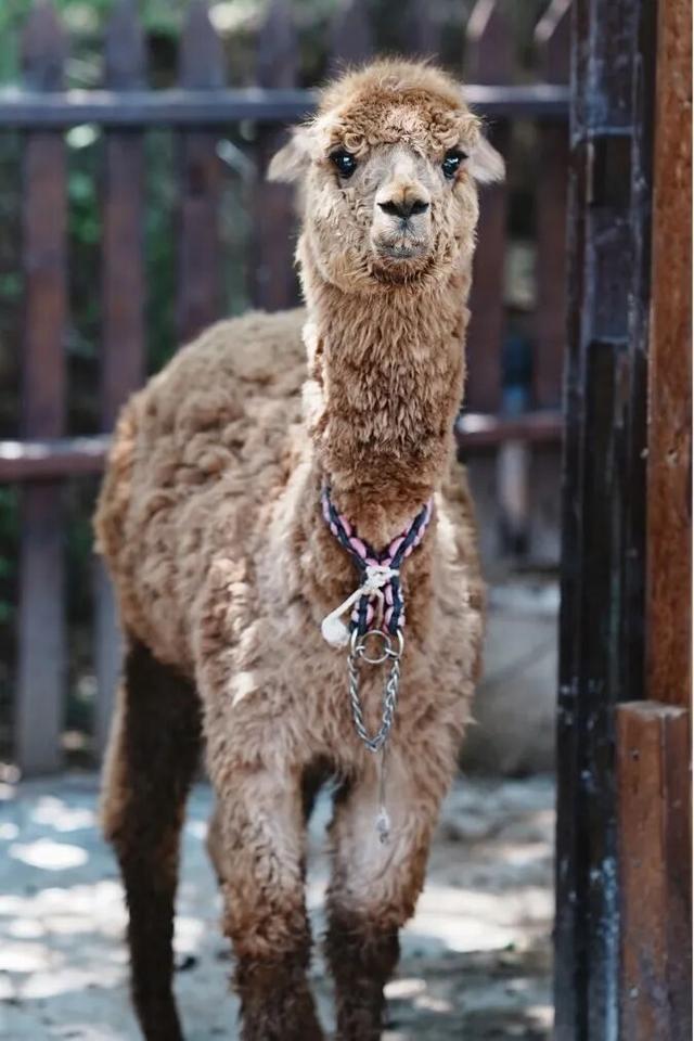 江宁“下雪”啦~