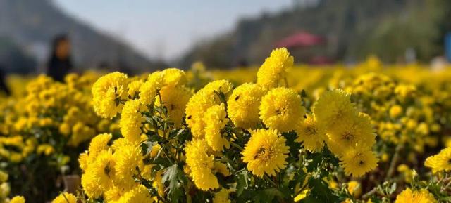 嘿，一起“采菊东篱”，就在这→