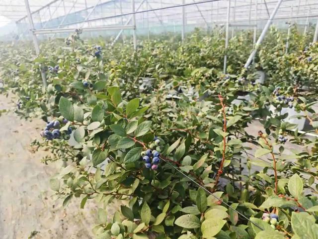 今个周六，一起到威整摘蓝莓！