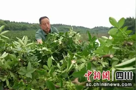 绵阳梓潼：万亩藤椒喜获丰收图片