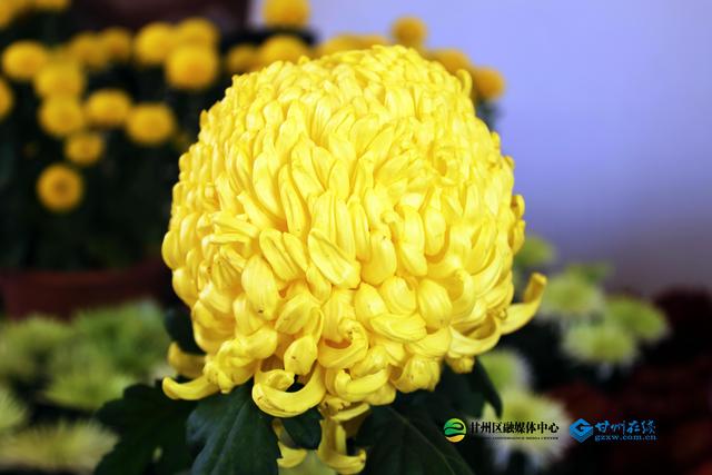 甘州府城：一半是人间烟火，一半是菊韵诗魂