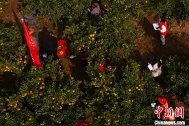 三峡库坝区柑橘喜获丰收“甜蜜”上市图片