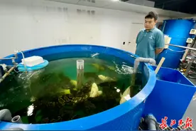 探秘！26层高楼养石斑，1立方水出鱼70公斤图片