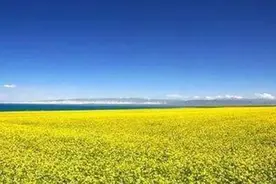 散文|探花寻草之油菜花图片