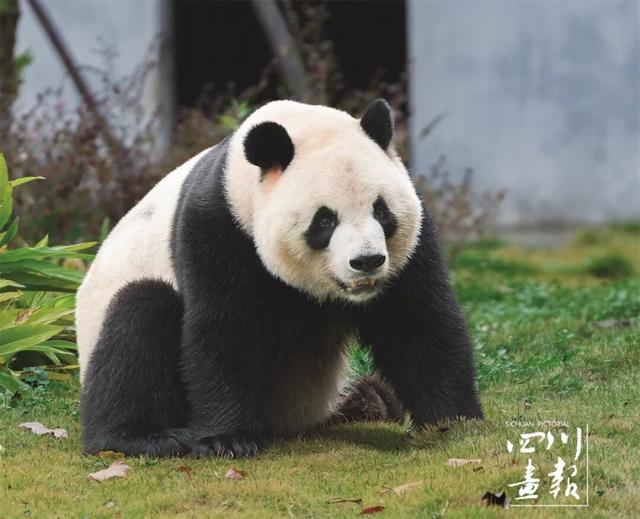 画卷天府·熊猫文化｜以大熊猫为名 做天府文化的翻译者