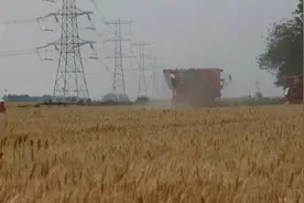 从美甲师化身田间“机甲战士” 他们的征途是金灿灿的田野图片