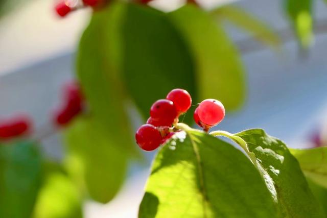 新视界｜静谧而美丽！济南的秋天美景欣赏