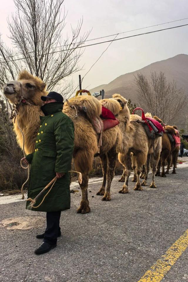 洛阳各界代表赴宁夏固原慰问“东天山来的骆驼队”