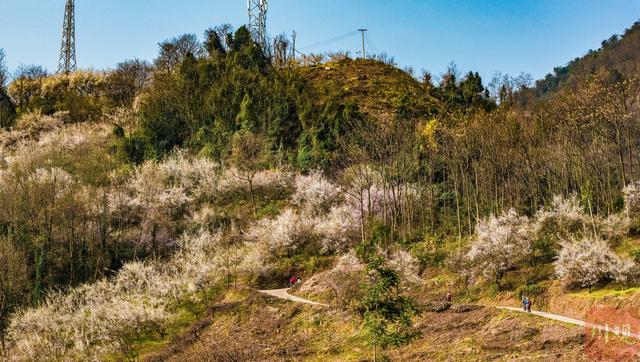 C视觉︱速来 大邑雁鹅村3000亩青梅花海已上线