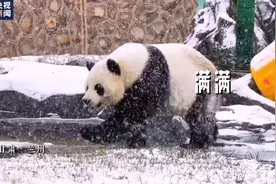 熊猫玩雪滚成了椰蓉面包 满地打滚儿、撒欢儿图片