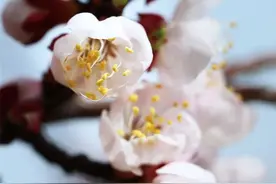 春风有信花有期，姹紫嫣红藏不住！图片