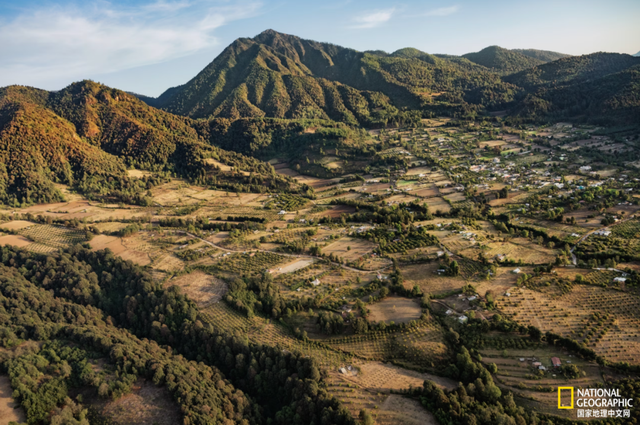 你餐桌上的牛油果，可能造成了帝王蝶的死亡？