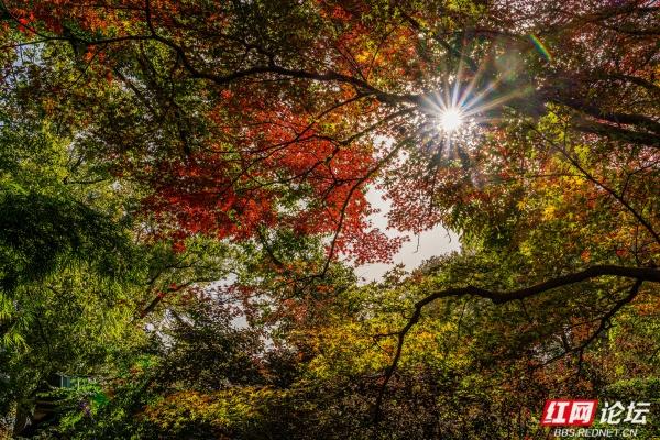 湖南烈士公园槭树湾：深秋不可错过的城市彩色秘境