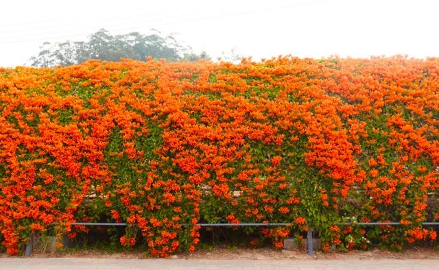 江门惊现“橙红瀑布”！马上解锁冬日限定→