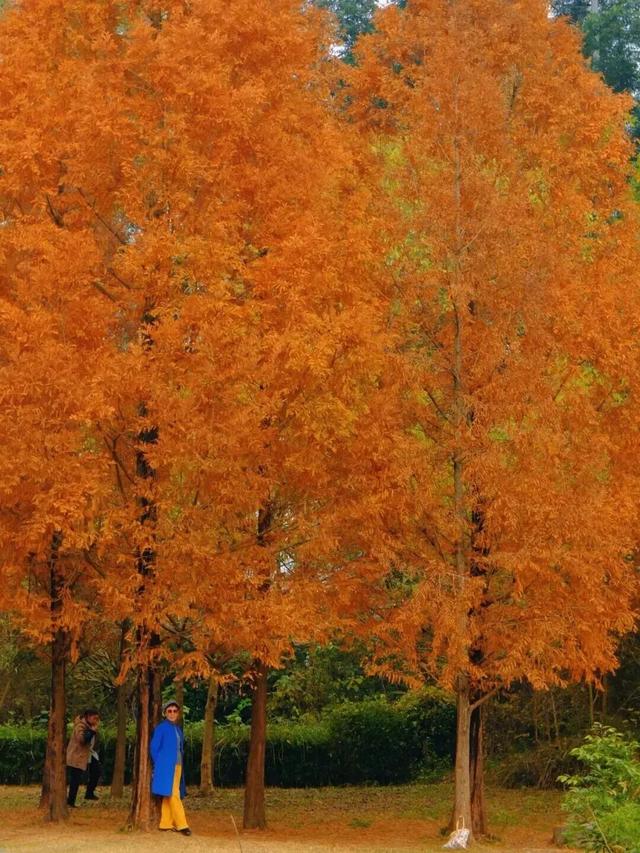 别错过，成都公园里的绝美冬景！