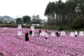 立春踏青正当时！快来惠城水口张村解锁乡村花海新玩法图片