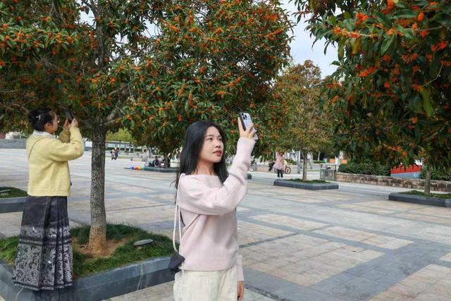 福建武夷山：丹桂飘香 赏花正当时