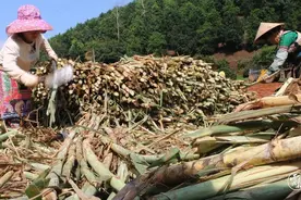 镇康：抢抓时令，秋季甘蔗种植拉开序幕图片