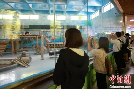 日本青少年广西“探亲”旅日大熊猫图片