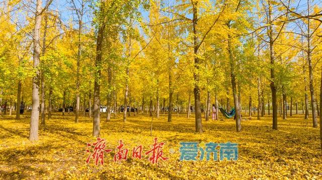一年四季 泉在济南丨一叶知秋末，一林引客来！济南黄河银杏林观赏进入倒计时