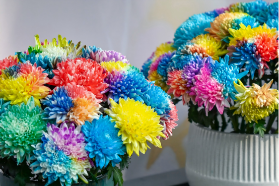 赏菊全攻略！第46届趵突泉金秋菊展即将点亮泉城秋色