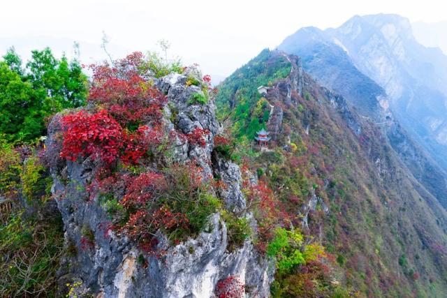巫峡红透时，才懂中国秋天的壮阔