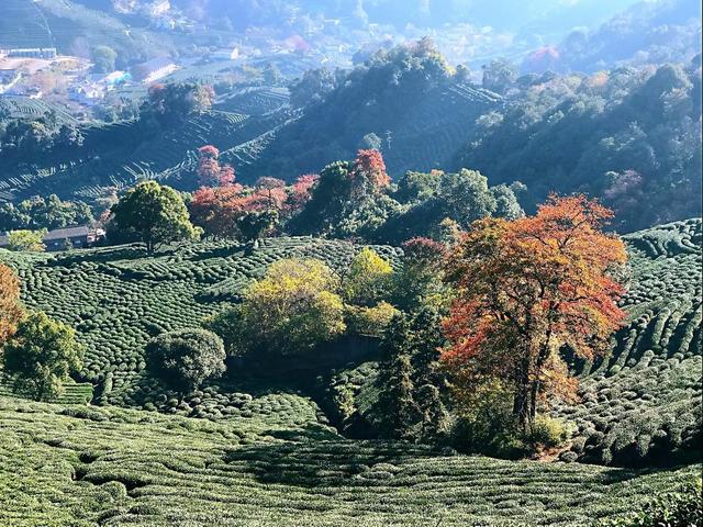 晚潮｜琅珰十里行，满目秋光尽染黄