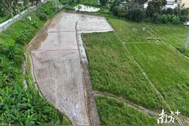 佛冈龙山携手高校科技特派员，试种4.3亩优质茭白图片