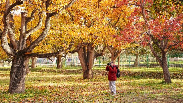 醉美金秋！一起邂逅什川古梨园的百年浪漫！