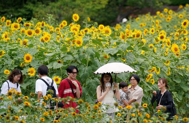 （外代一线）日本东京：向日葵盛开