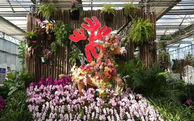 太美了！北京室内花海绽放，“兰”不住的冬日浪漫