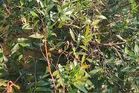 深圳一地惊现大蟒蛇！紧急提醒……图片