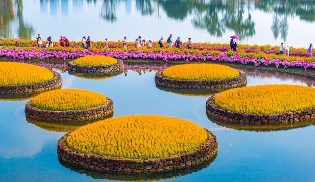 广西南宁：冬日花海醉游人