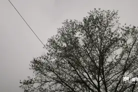 第一声春雷吗？刚刚，杭州发布雷电黄色预警，最新天气预测来了图片