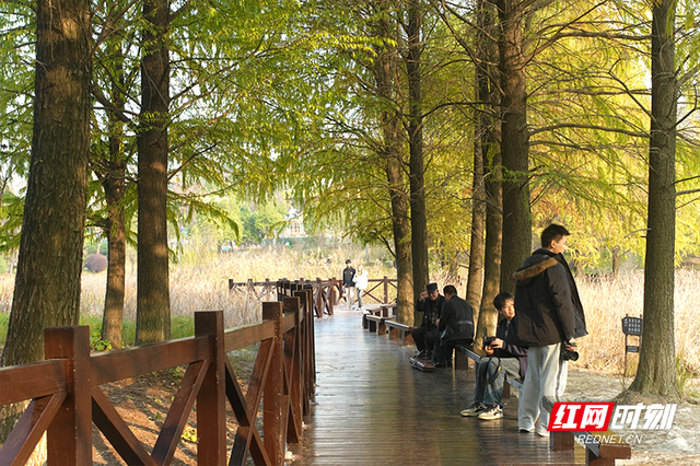 晴暖末班车！株洲神农湖彩叶美景别错过