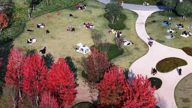 初冬限定！乐山这座公园里藏着一抹 “心动红”，拍照超出片！