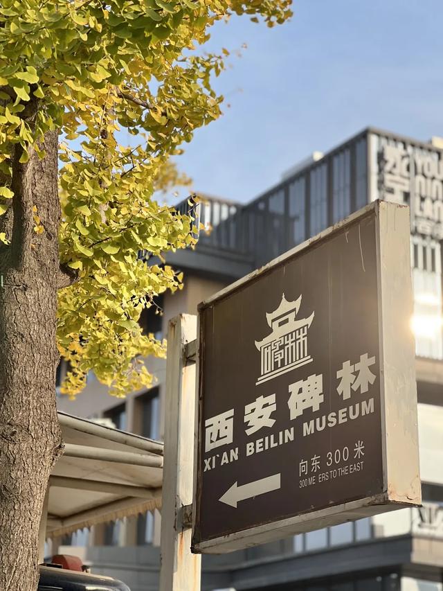 静候碑林“满眼金黄”！提前收藏这5个银杏打卡点，出片率100%