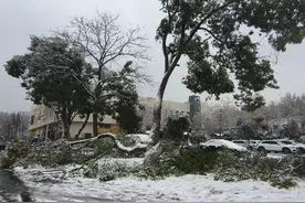 武汉一高校树枝因积雪冰冻断掉倒地，学生称走过像“穿越丛林”图片