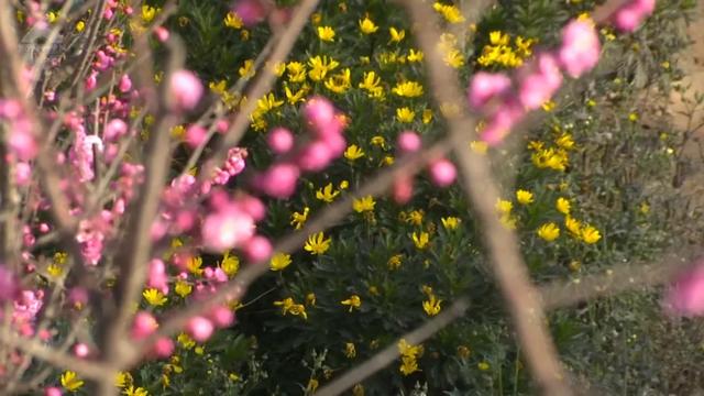 冬樱花、梅花、郁金香、虞美人......昆明最全赏花攻略请查收