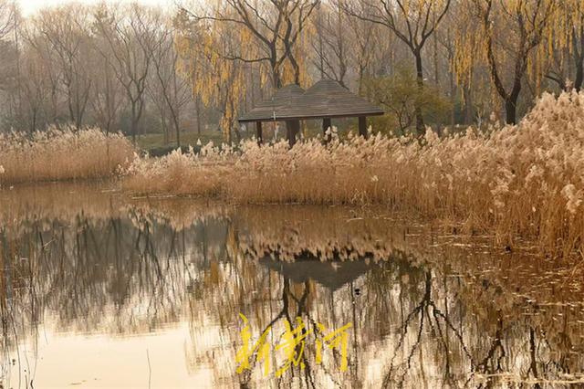 冬日芦苇别样美