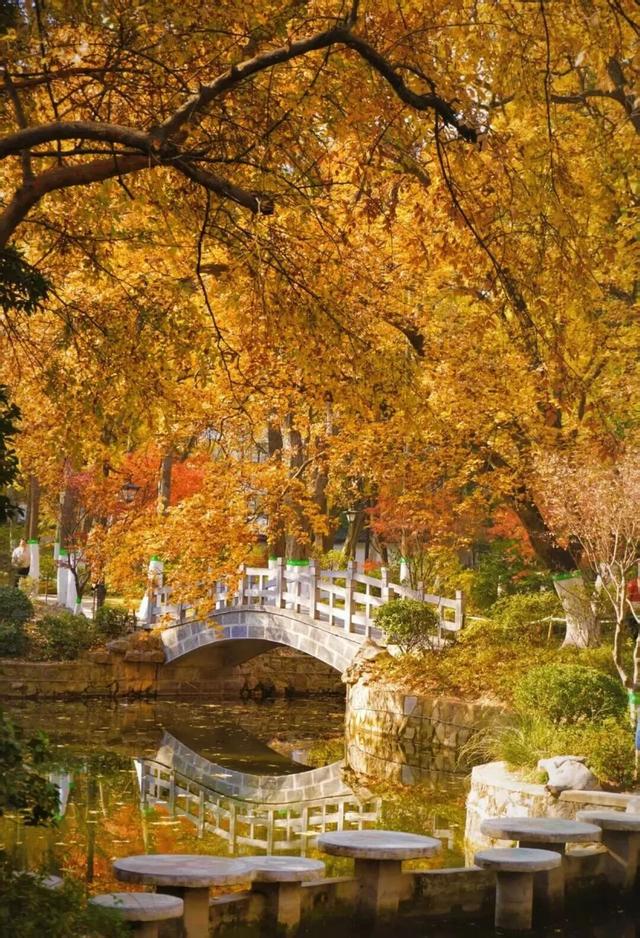 冬来秋未尽！秋天是赖上合肥了？