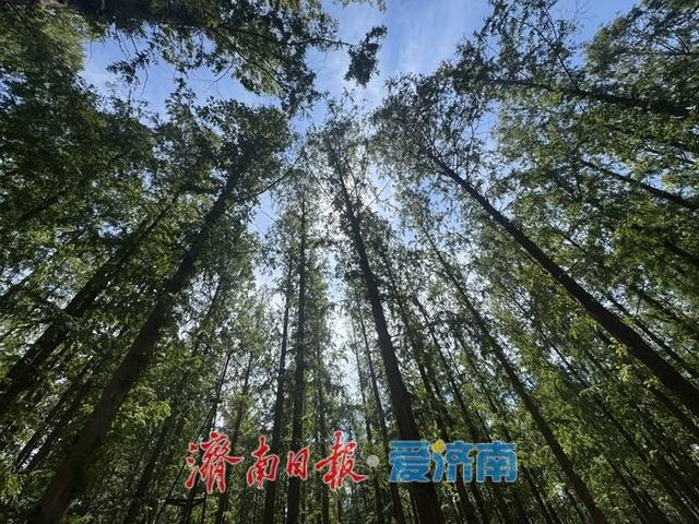 高温下的清凉秘境：泉城公园水杉林现“绿野仙踪”