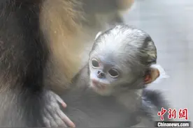 “地球独生子”黔金丝猴家族再添新丁图片