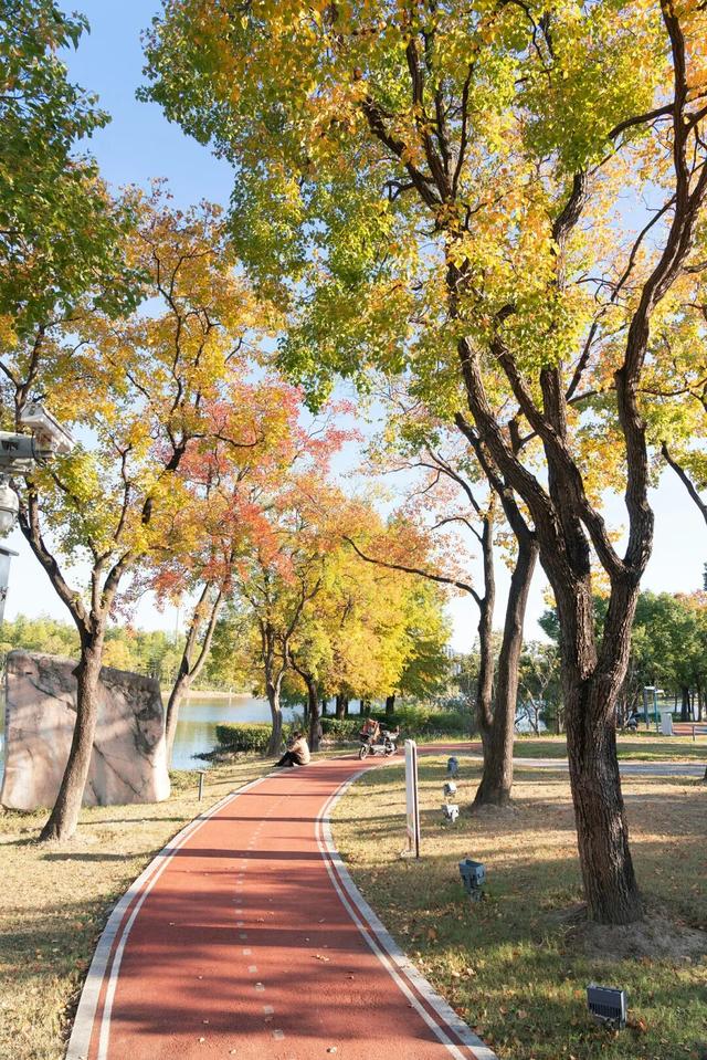 湖光金叶织秋韵