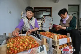 山东泰安：化马湾乡万亩樱桃迎收获季 硕果累累红满枝图片