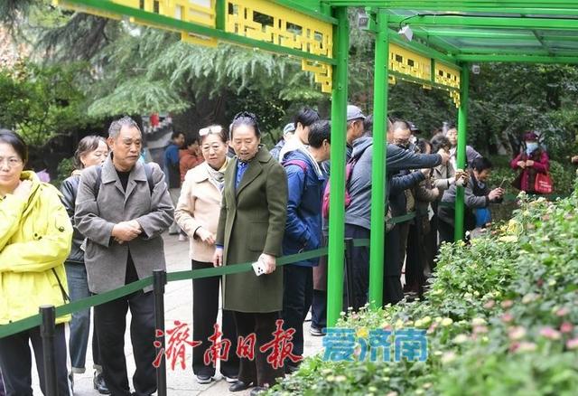 相聚泉畔共赏菊香，第46届趵突泉金秋菊展启幕