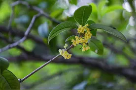 龙年秋来晚，桂花吐艳比去年推迟16天图片