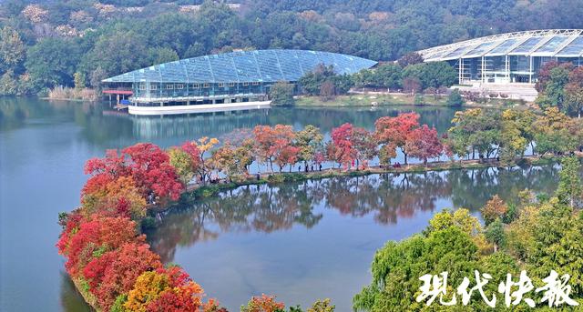 陆游笔下的乌桕红，在南京月牙堤美成了诗