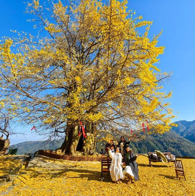 “暴力黄”全开！汨罗江雾、水垅村银杏……惊艳登场